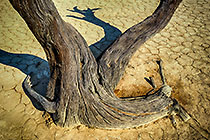 dead trees in Dead Vlei