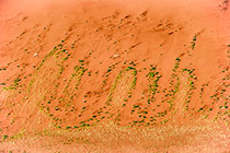 pplant pattern on sand dune