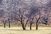 dead trees in Dead Vlei