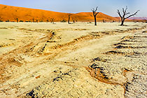 dead trees in Dead Vlei