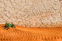 Dead Vlei crust