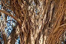 tree branches