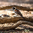 birds on branches