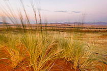 grass on sand dune at sunset