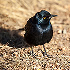 black starling bird on granite rock