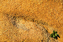 young tree growing on rock