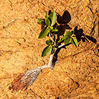 young tree growing on rock