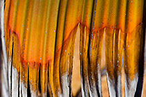 Welwitschia Fronds