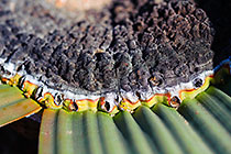 Welwitchia mirabilis | plant & leaves