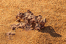 solid sand sculptures