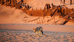 Jackal
