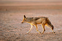 Jackal