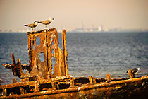 sea birds on shipwreck
