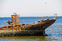sea birds on shipwreck