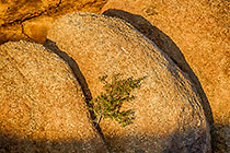 tree & rock at sunset