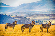 Zebras