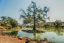 trees along Kunene river