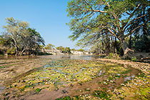 water & green plants in riverbed