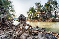 Dead tree sculpture near Kunene river