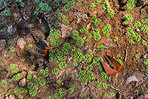 azolla-like plants