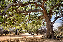 Faidherbia albida | ana tree