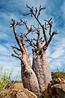 fatty tree w flowers