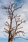 fatty tree w flowers