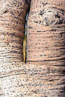 fatty tree bark