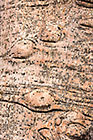 Fatty Tree Bark