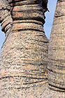 fatty tree bark