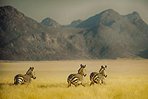 Zebras