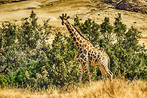 Giraffe