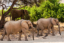 Elephants