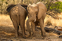 Elephants