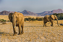 Elephants