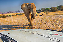 elephant near Land Cruiser