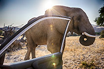 elephant near Land Cruiser