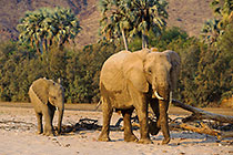 Elephants