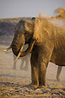 Elephants