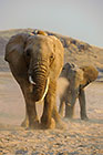 Elephants