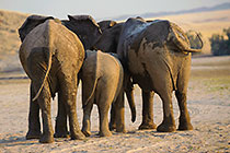 Elephants