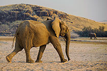 Elephants
