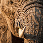 Tusk