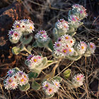 dry flowers