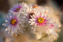 dry flowers