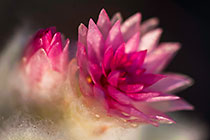 dry flowers