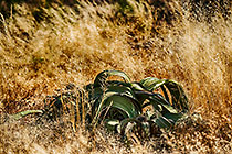 Welwitchia in grass