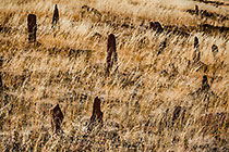 stones in grass