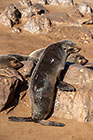 seals