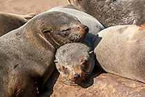 seals